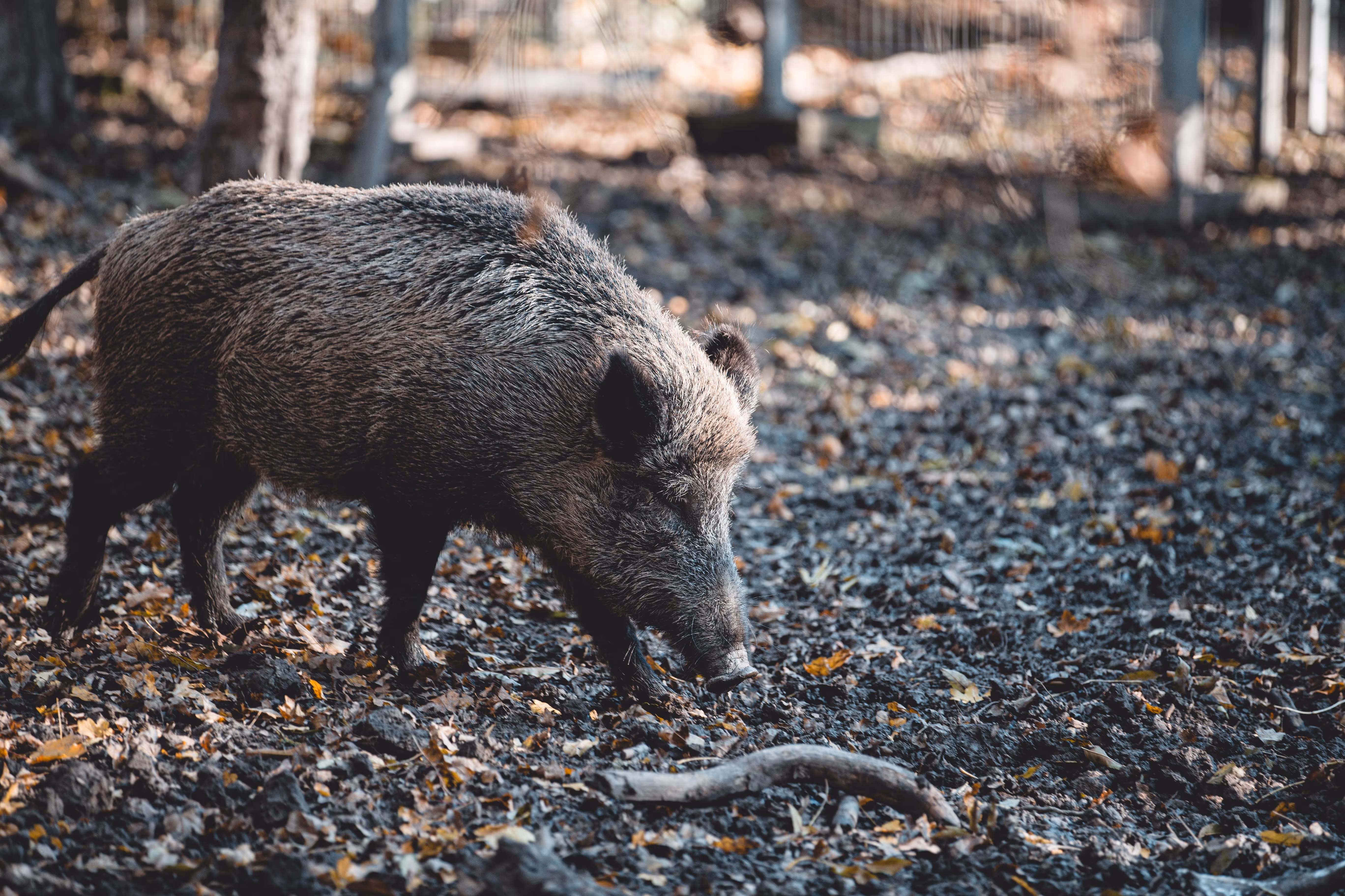 Accident avec un animal sauvage : que couvre l’assurance ?