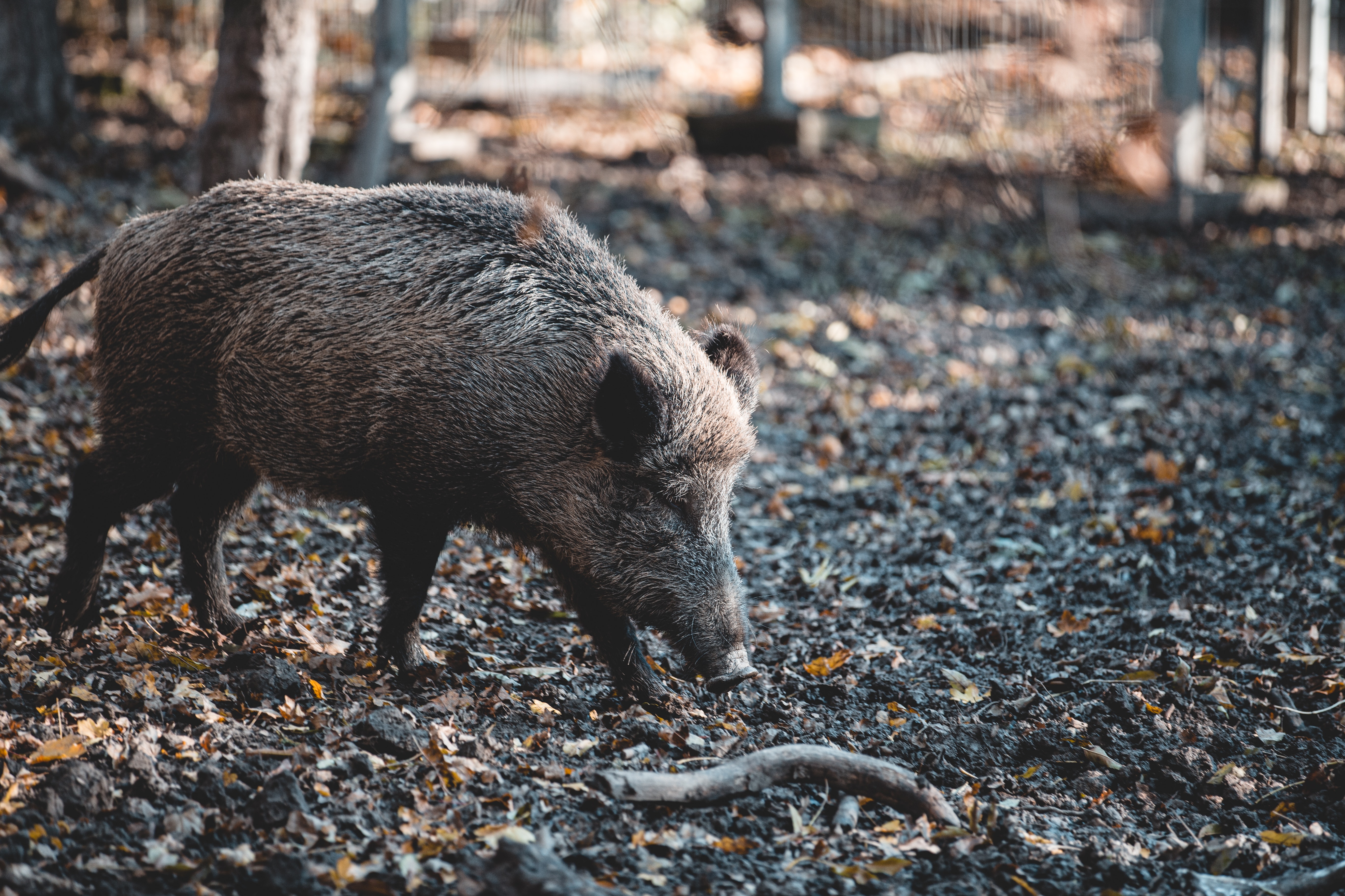Accident avec un animal sauvage : que couvre l’assurance ?