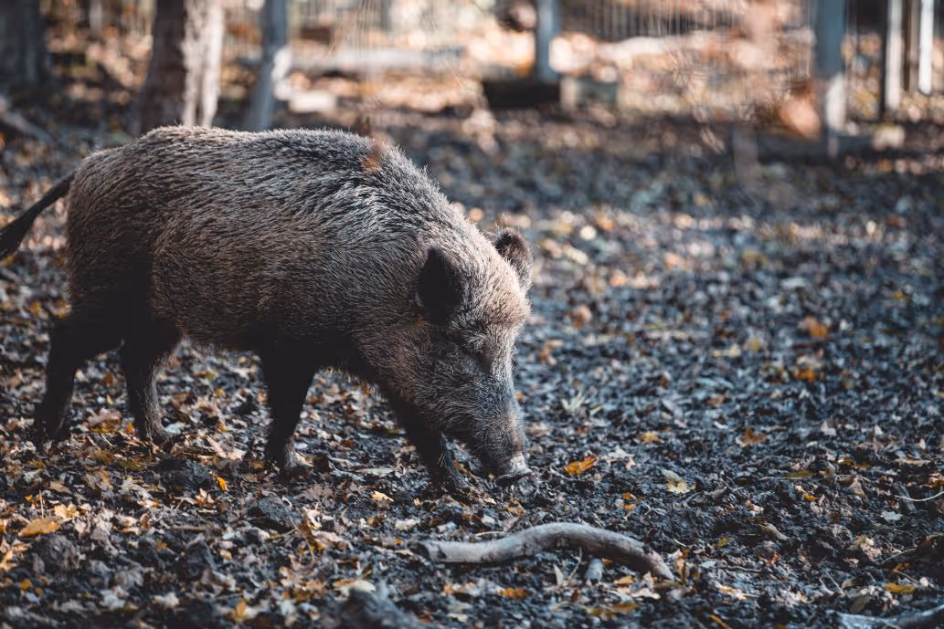 sanglier