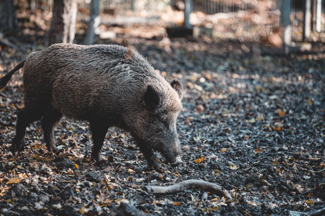 sanglier